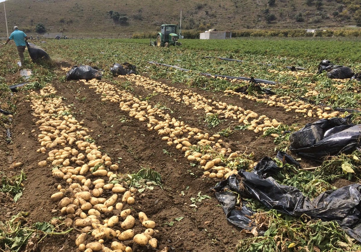 La imagen muestra a trabajadores del campo durante la recogida de la patata, en Antequera.