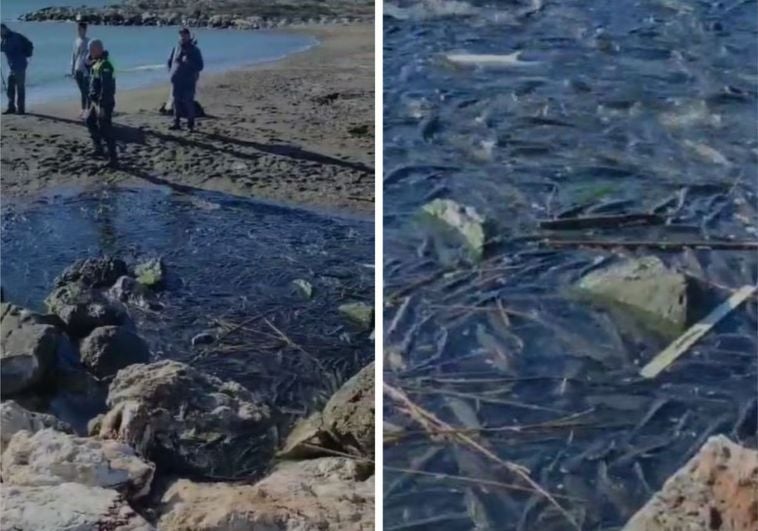 Miles de peces quedan atrapados en la desembocadura del Guadalhorce