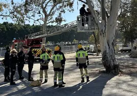 Los bomberos bajaron a la activista del árbol.
