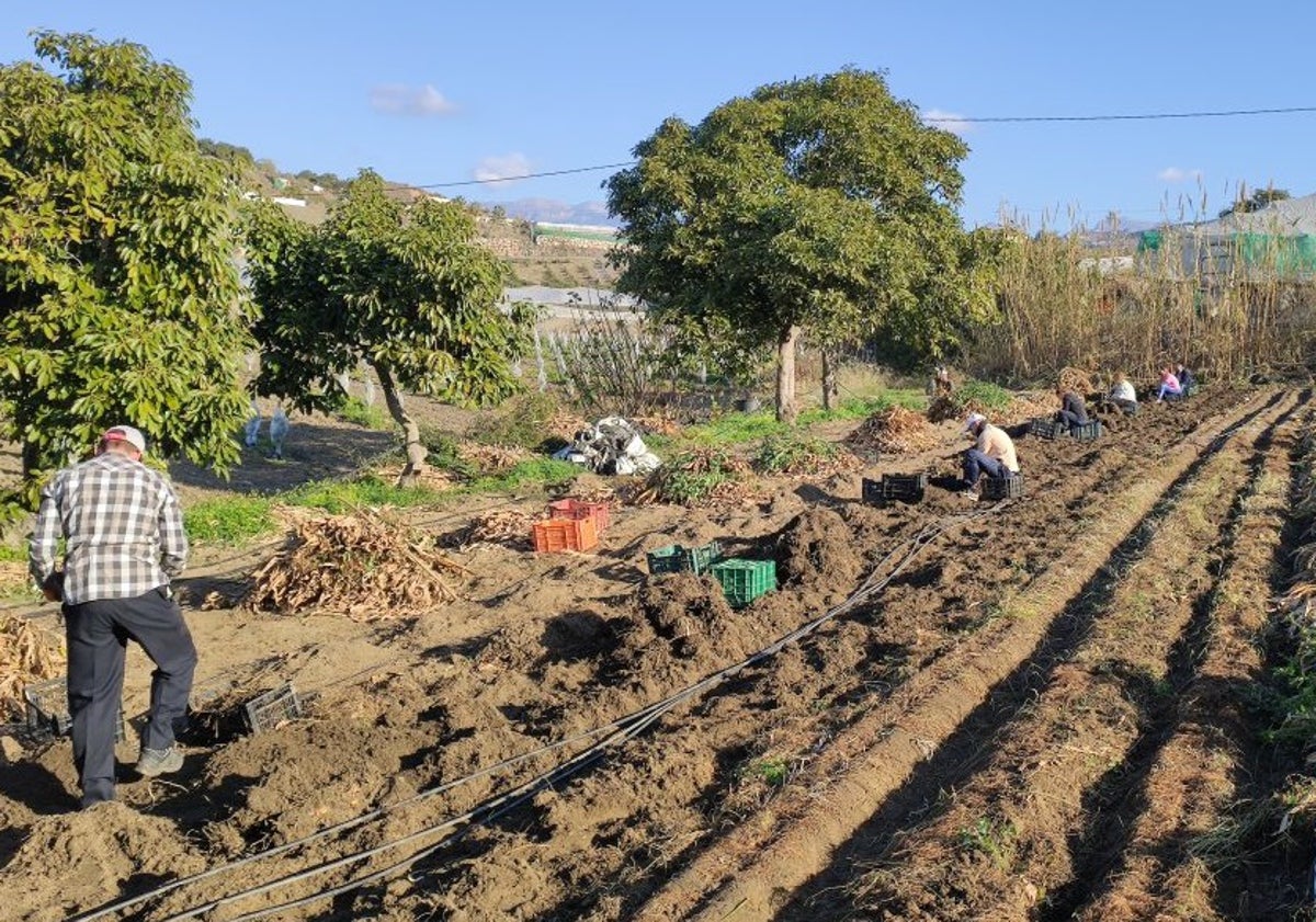 Imagen principal - Arriba, vista general de la parcela, en plena cosecha de cúrcuma; abajo a la izquierda, David Ruiz, con varios rizomas de la planta, y a la derecha, la cúrcuma ya limpia, lista para venderla.