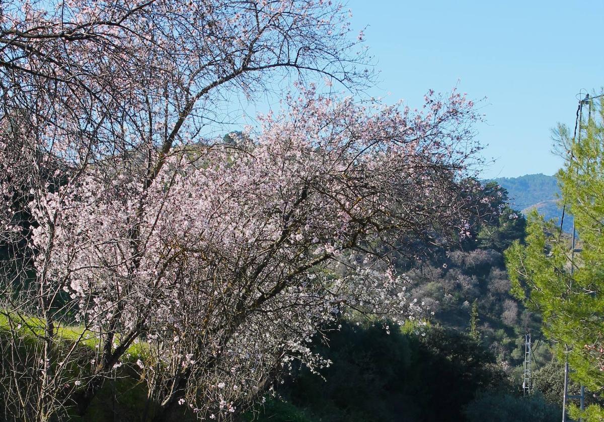 Desde Guaro se puede hacer una excursión entre almendros en flor por Chiribenítez.