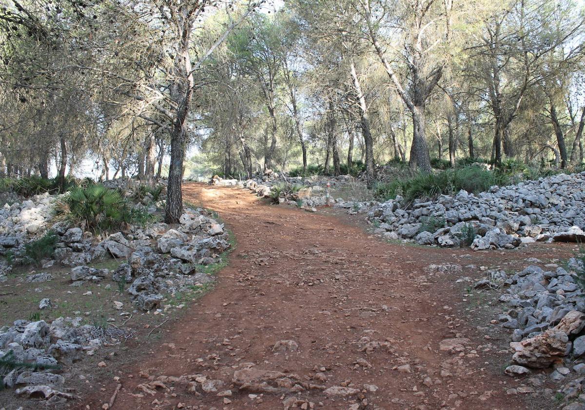 Gilena, un frondoso bosque entre olivares que sorprende en la Sierra Sur de Sevilla