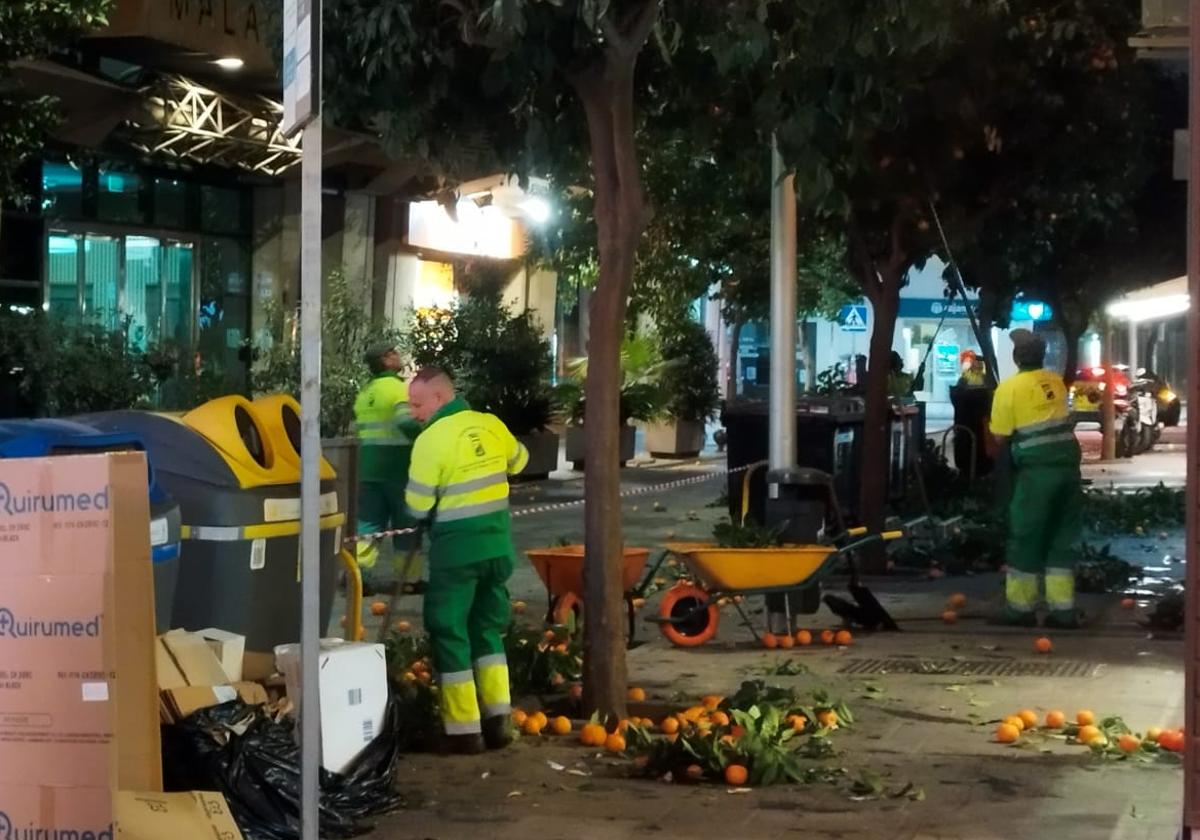 De la calle a los jardines: el curioso recorrido de las naranjas que se recogen en Málaga