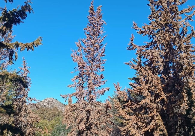 Ejemplar moribundo en el parque de Parcemasa.