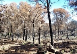 Imagen de archivo de la reforestación en la Sierra de Mijas.