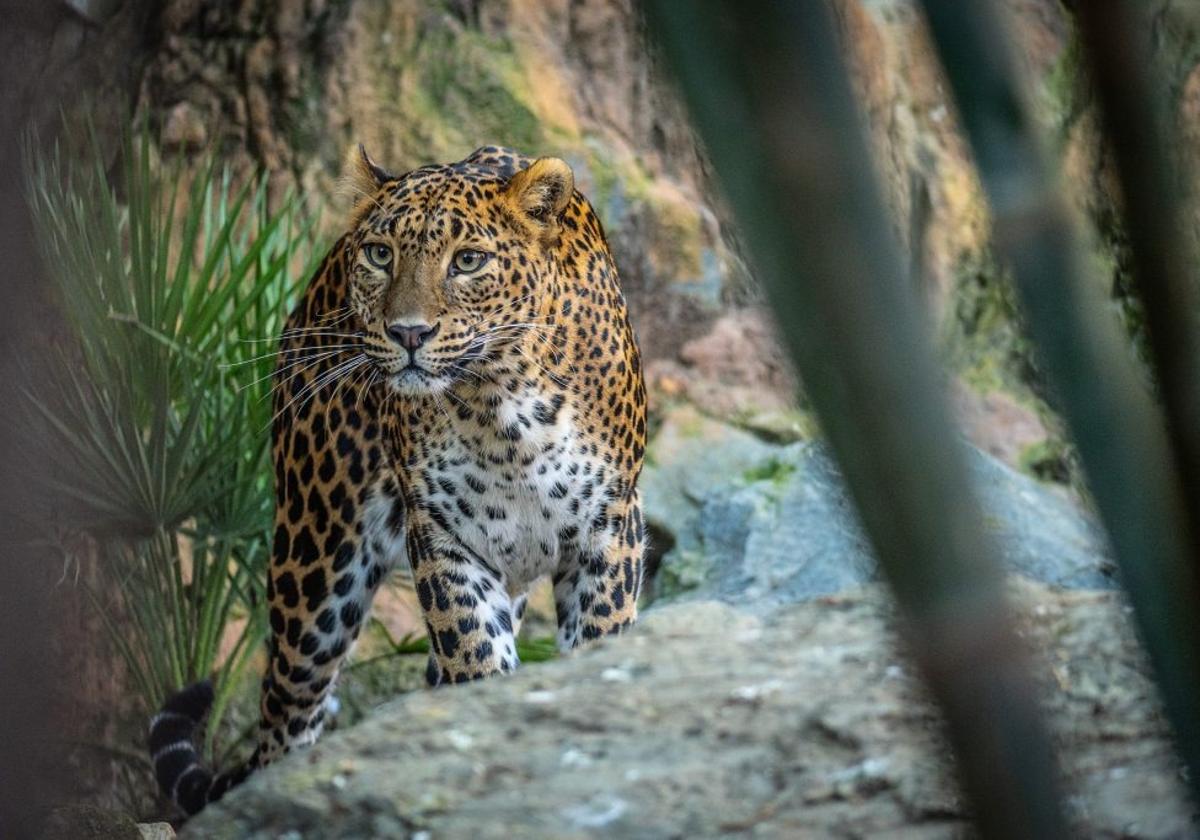 Uno de los ejemplares que pueden verse en Bioparc.