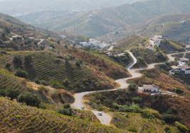 Una carretera sinuosa entre viñedos sirve para acceder a El Borge desde el vecino Cútar.