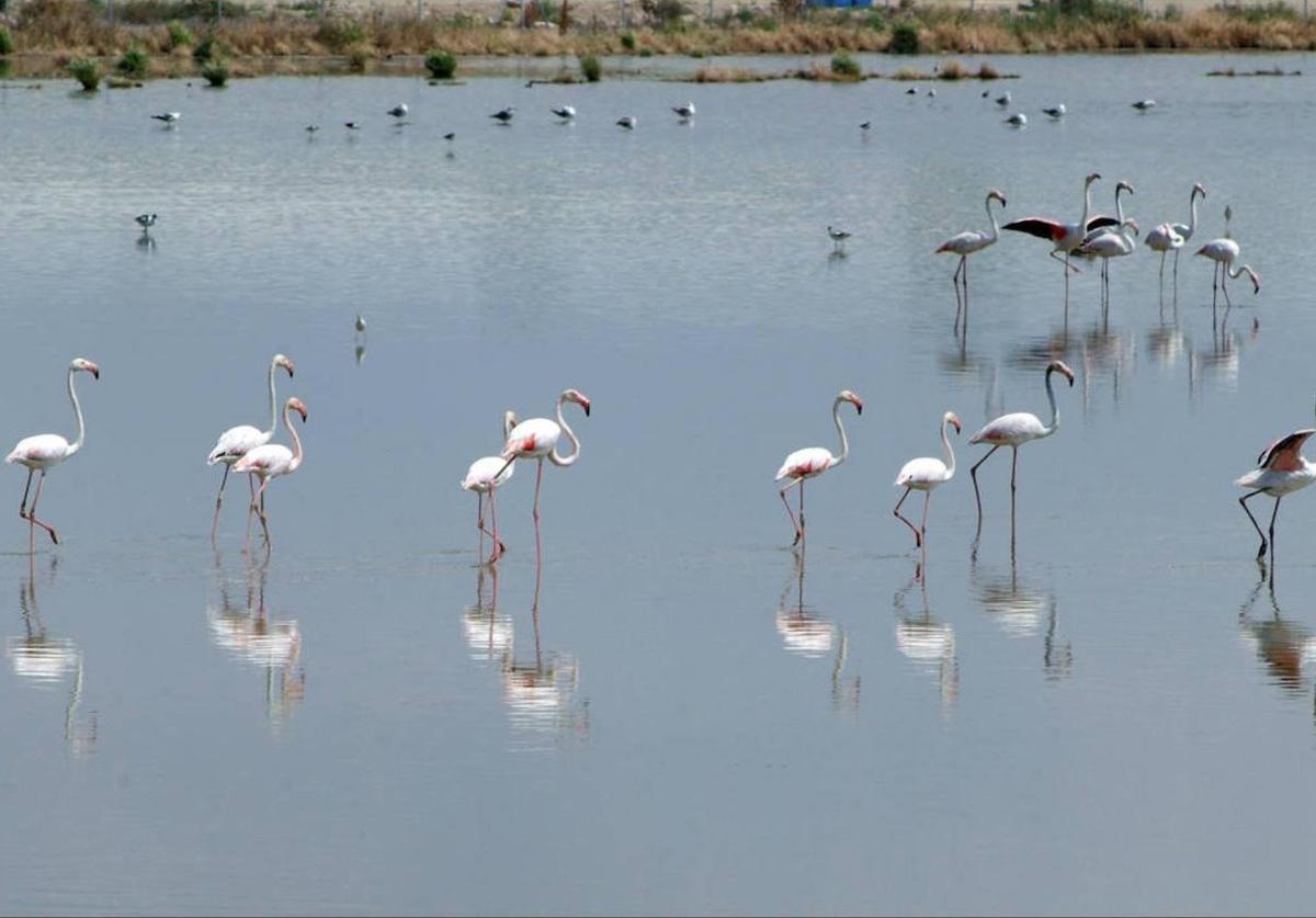 Flamencos en la laguna de Fuente de Piedra, uno de los humedales emblemáticos de Málaga.
