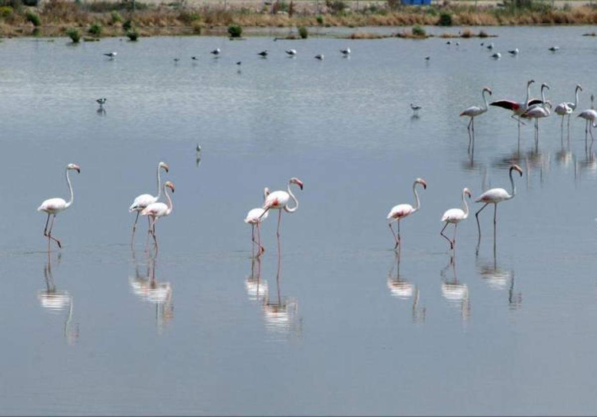 Imagen de archivo de la laguna de Fuente de Piedra.