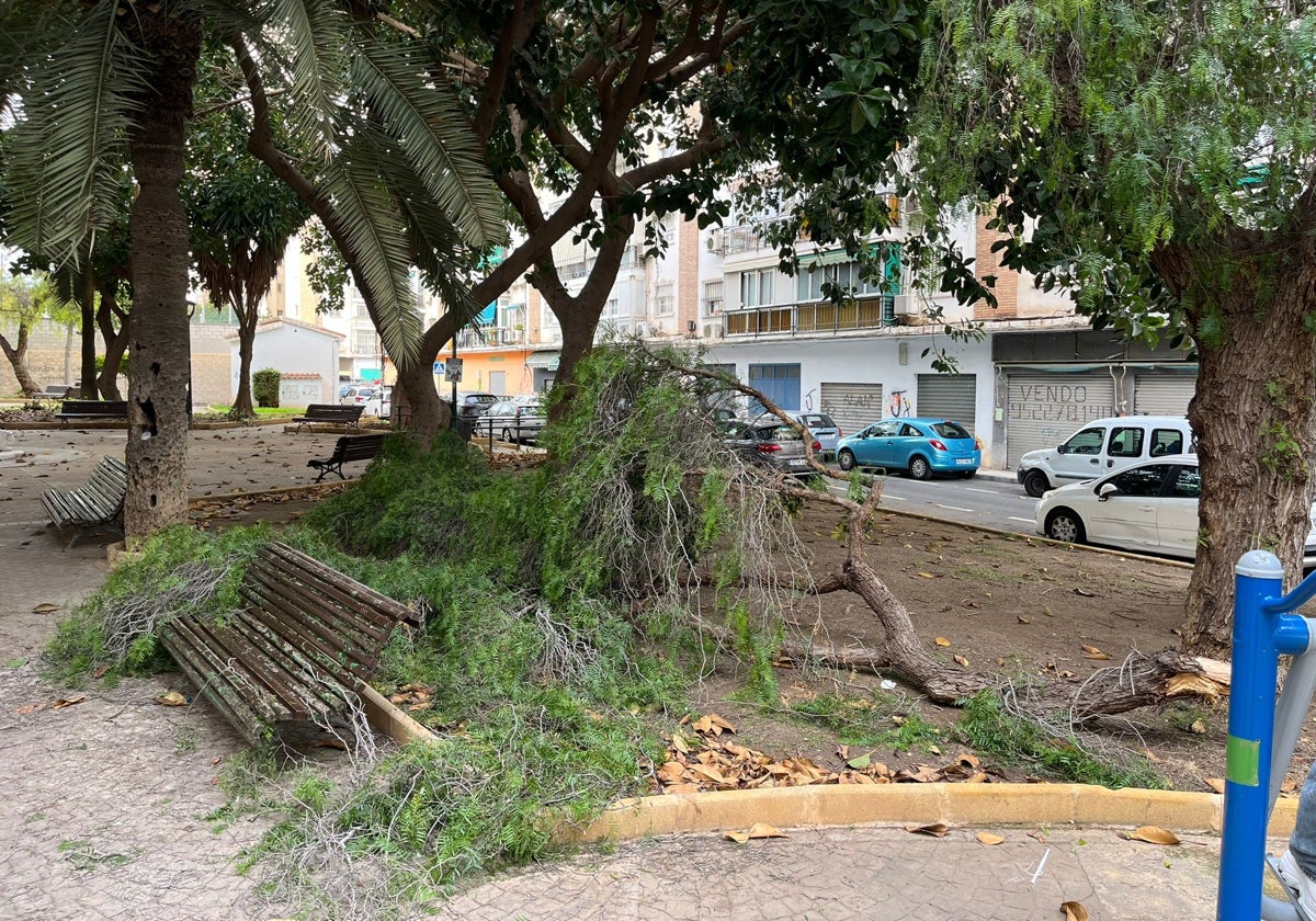 El árbol vencido de la semana pasada.