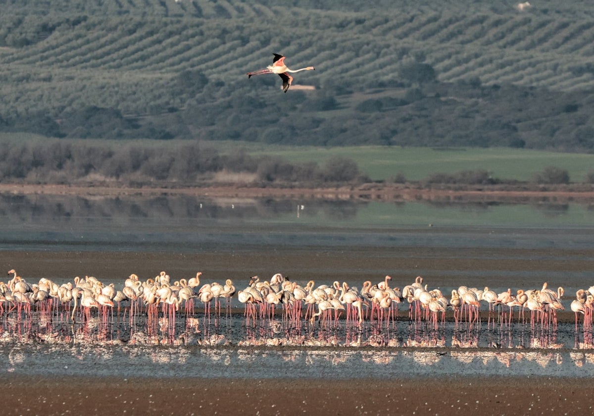 La imagen muestra a centenares de flamencos en la laguna de Fuente de Piedra.