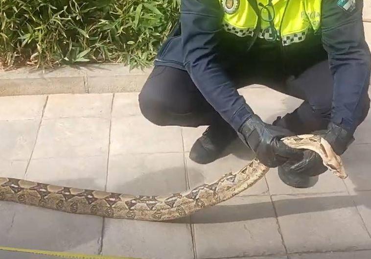 Imagen de la serpiente capturada por la Policía Local.