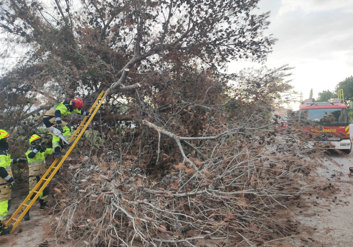 El viento derriba un árbol seco de 18 metros de altura en Benalmádena y  alienta el debate sobre la sequía y la falta de mantenimiento | Diario Sur