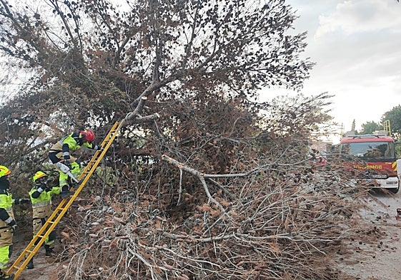 Bomberos cortando las ramas del árbol caído en la calle Ébano.