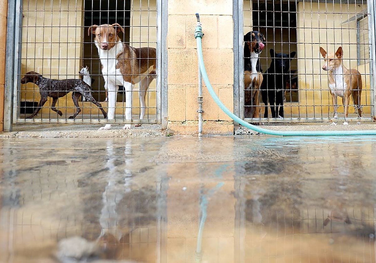 Perros abandonados dentro de sus cheniles en la Protectora de Animales de Málaga.