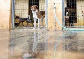 Perros abandonados dentro de sus cheniles en la Protectora de Animales de Málaga.