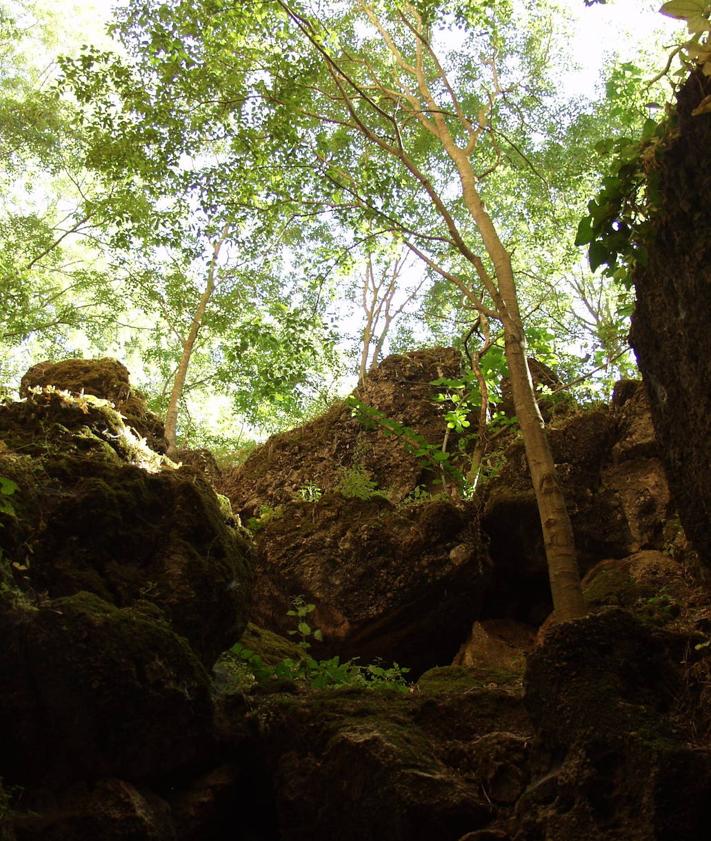 Imagen secundaria 2 - Grieta interior de la Torca de Mollina. La vegetación se adapta al microclima que tiene esta sima y hay que tener precaución para visitar este enclave geológico.