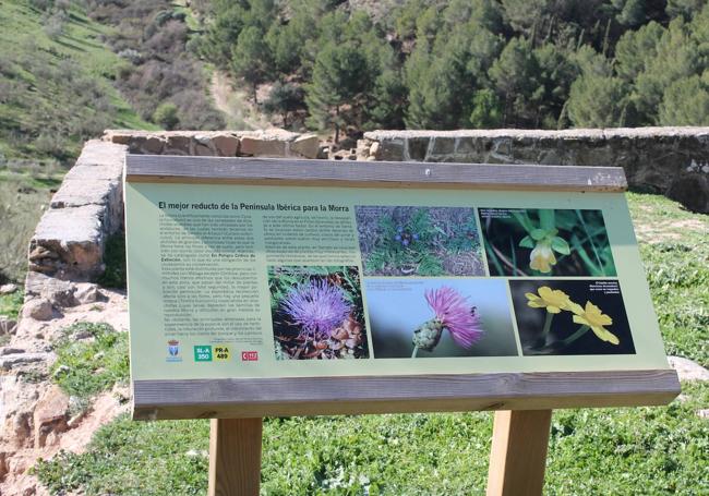 En este recorrido se pueden ver morras, una alcachofa silvestre en peligro de extinción