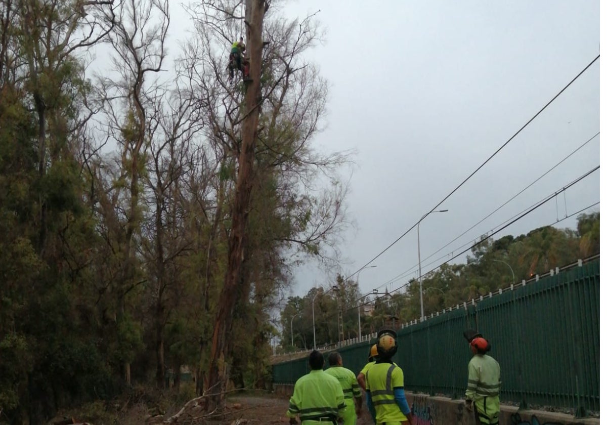 Un operario subido en un árbol junto a las vías del tren, mientras sus compañeros observan sus trabajos.