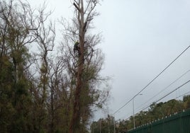 Un operario subido en un árbol junto a las vías del tren, mientras sus compañeros observan sus trabajos.