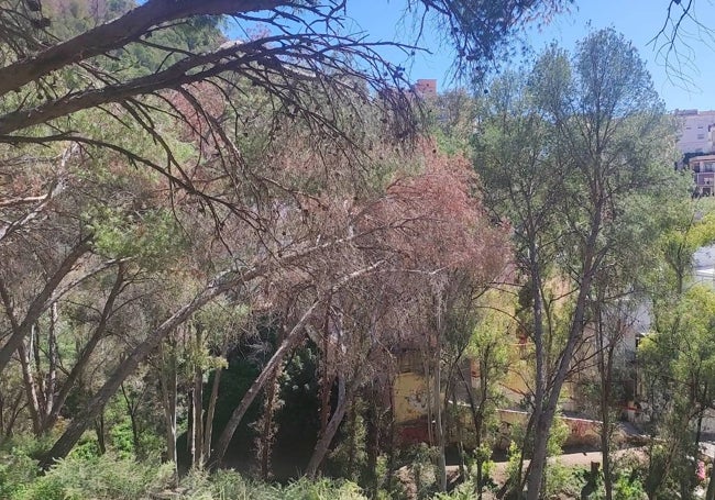 Ejemplares secos aún en pie en la zona más cercana a la calle Amargura.