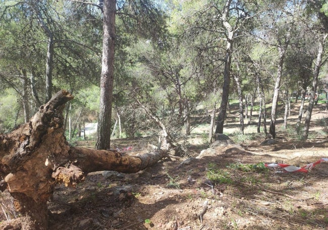 Un gran árbol caído en los últimos días tras el paso de Mónica, cerca del Camino de los Almendrales.