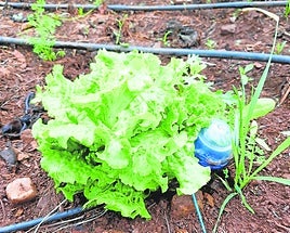 'Deepdrop' para el riego de una lechuga.
