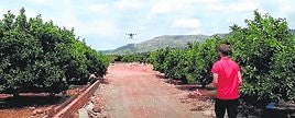 Un agricultor vuela un dron en su finca de olivares.