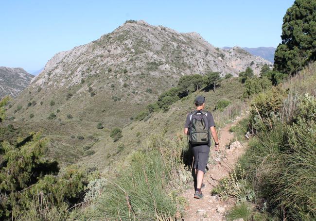 Este sendero pasa junto a pinsapos.