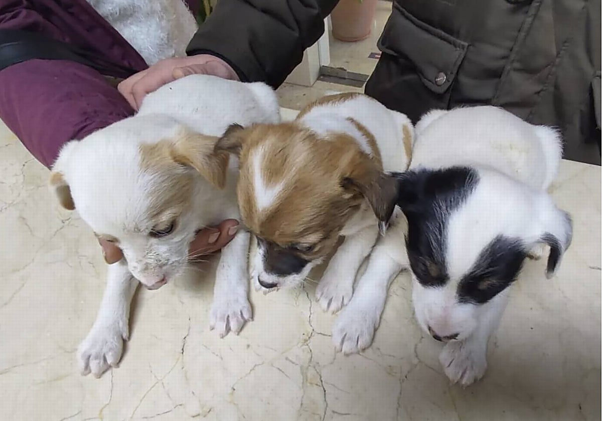 Cachorros antes de la esterilización.