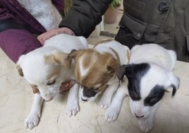 Cachorros antes de la esterilización.