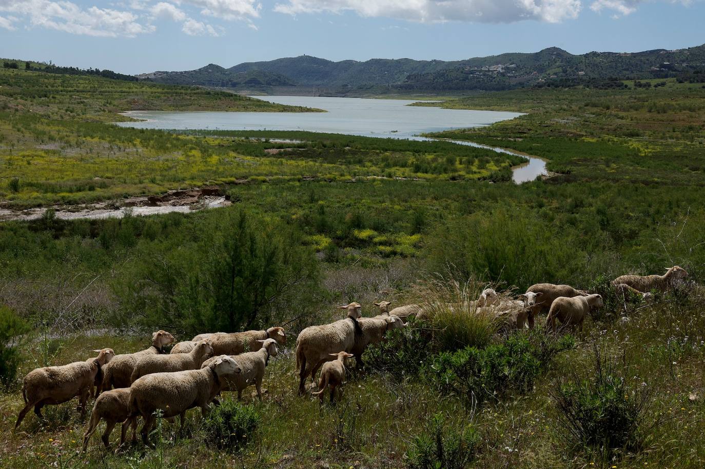 Un rebaño de ovejas en una de las laderas del embalse axárquico, este lunes.