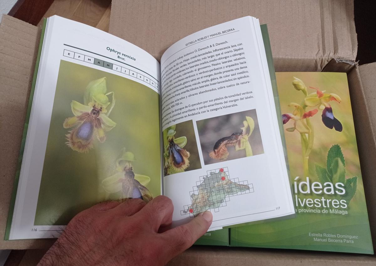 Imagen secundaria 1 - Arriba, Ophrys alpujata. Abajo, portada del libro de Manuel Becerra y Estrella Robles; y Ophrys vernixia. 