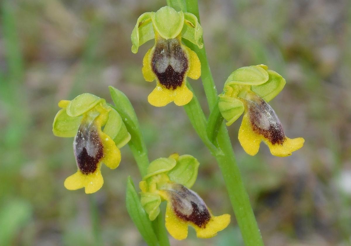 Imagen principal - Arriba, Ophrys alpujata. Abajo, portada del libro de Manuel Becerra y Estrella Robles; y Ophrys vernixia. 