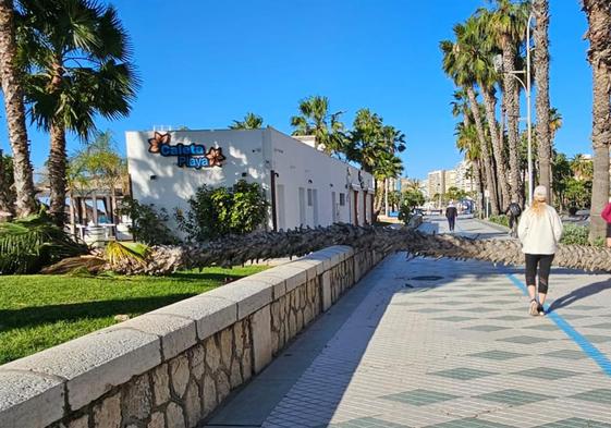 Estado en el que ha quedado la palmera sobre el paseo marítimo de La Malagueta.
