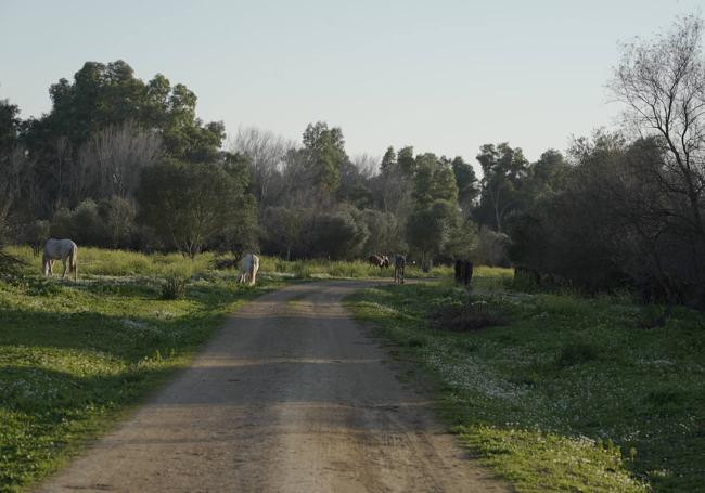 El carril de tierra, pero prácticamente llano