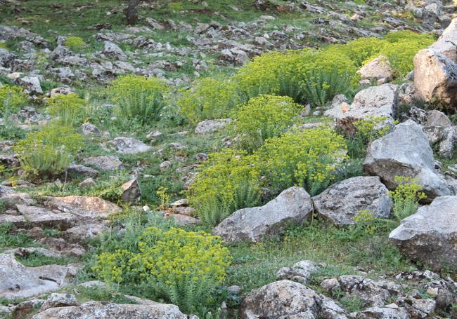 La lechetrezna suele ser abundante en primavera