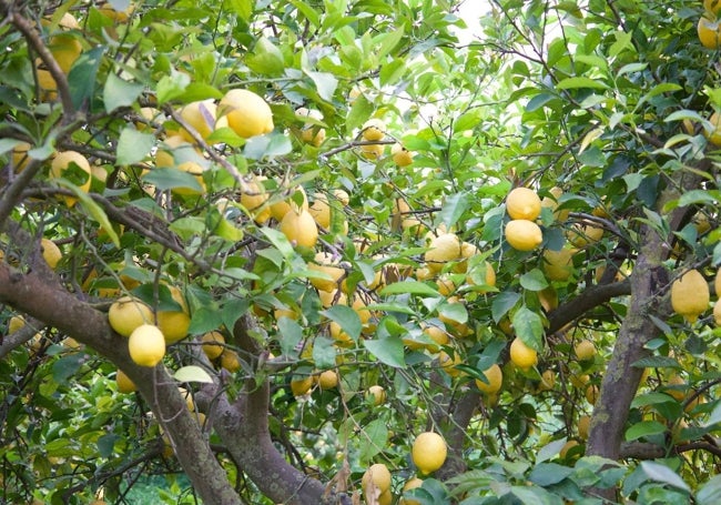 Cítricos de una finca en el Valle del Guadalhorce.