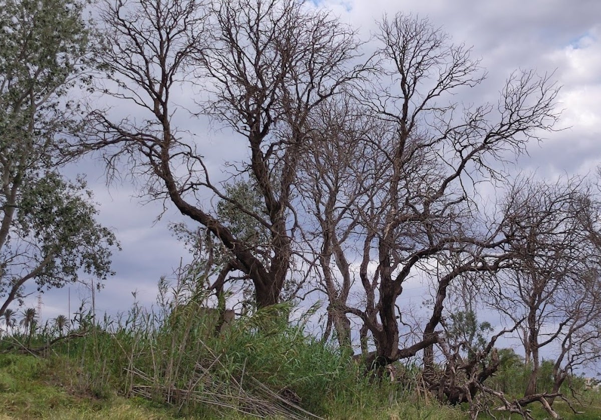 Imagen de los árboles que se han visto afectados en el cauce bajo del río veleño.