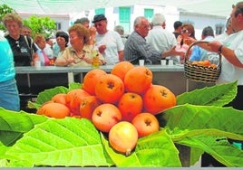 En el Día del Níspero de Sayalonga se repartirán 1.500 kilos de este fruto y vino moscatel.