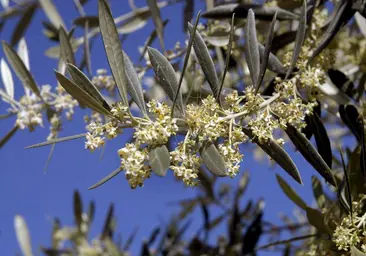 Un olivo en pleno proceso de floración, que suele iniciarse en el mes de abril
