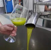 Aceite de oliva virgen extra recién molturado en una almazara.