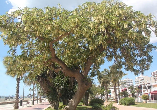 Imagen de un ejemplar de Ombú o árbol de la laca (Phytolacca dioica) en el paseo torreño.