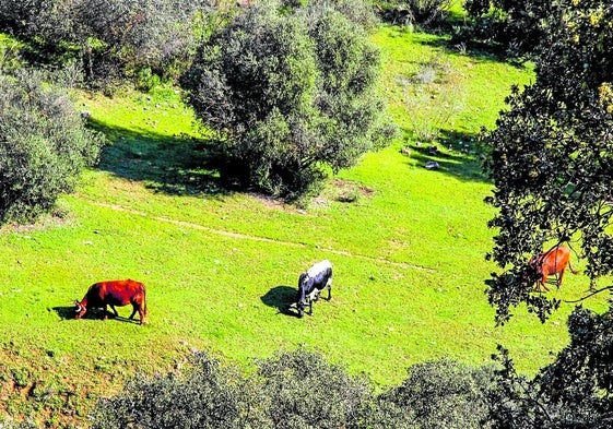 La ganadería española pone freno a la contaminación