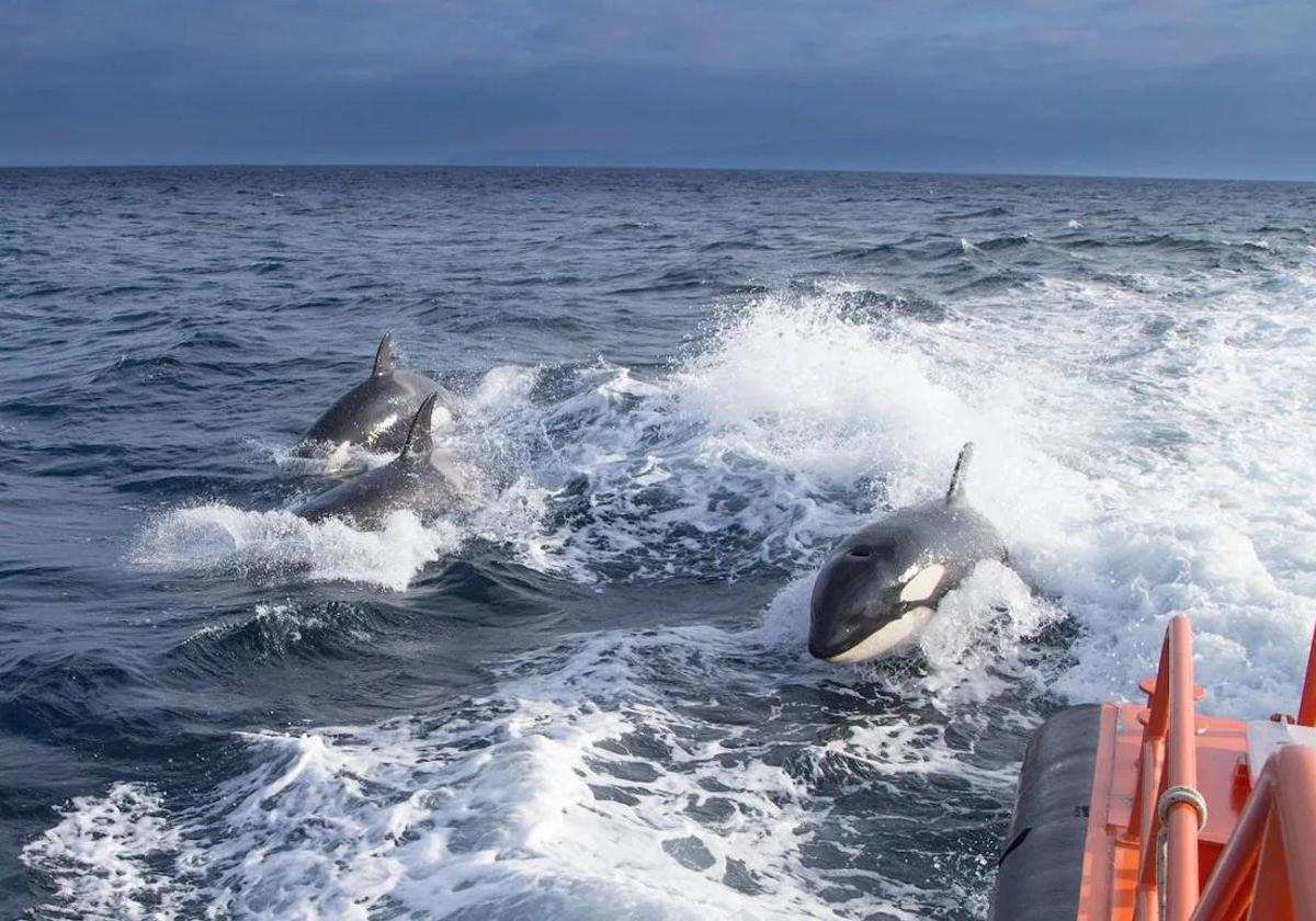 Alerta en el golfo de Cádiz por la presencia de orcas: siete naufragios en cuatro años