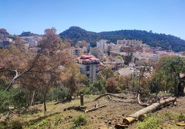 Estragos de la seca en el Monte Calvario, justo en la subida a la ermita.