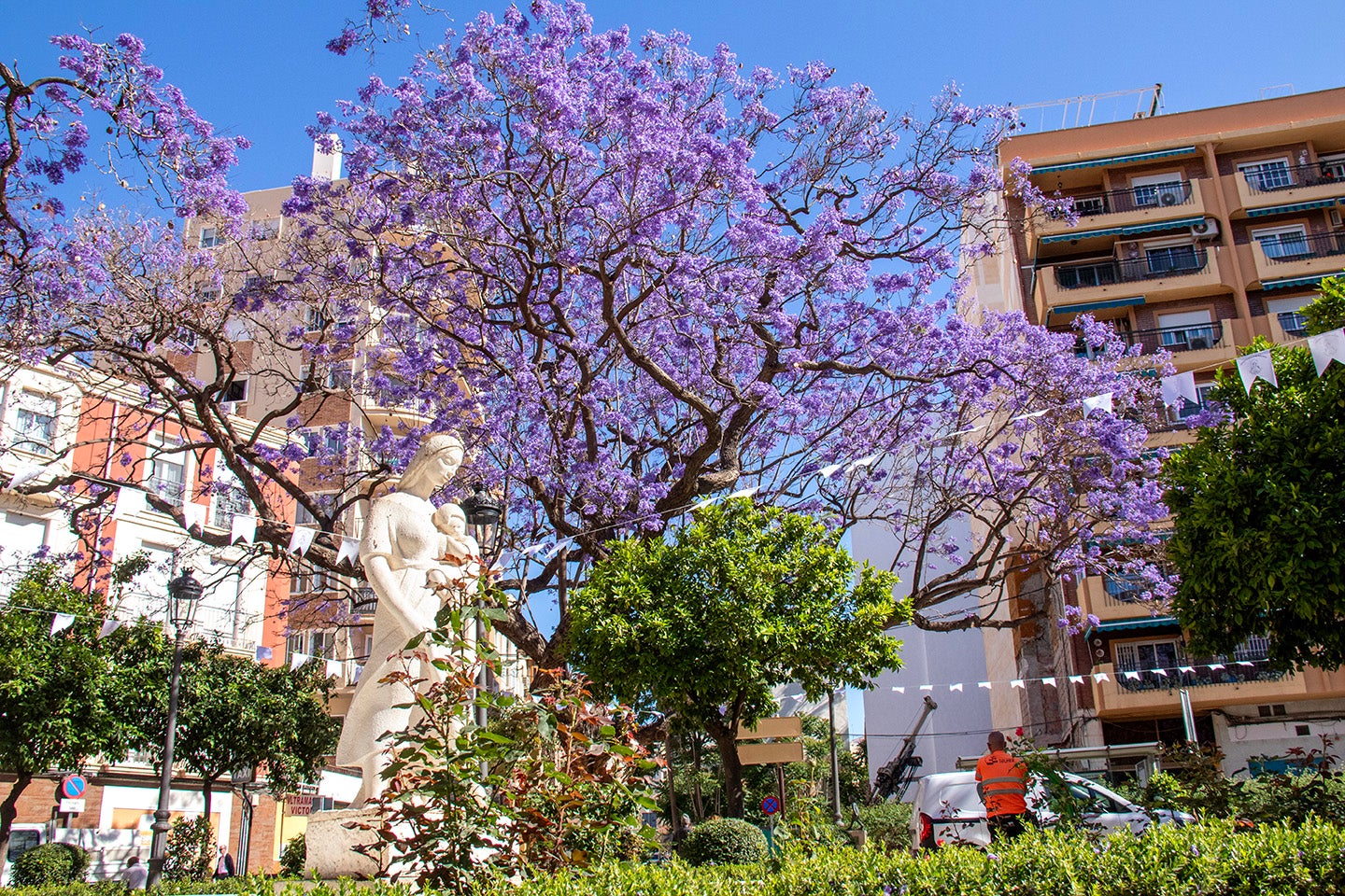 Jacarandas en el Jardín de los Monos.