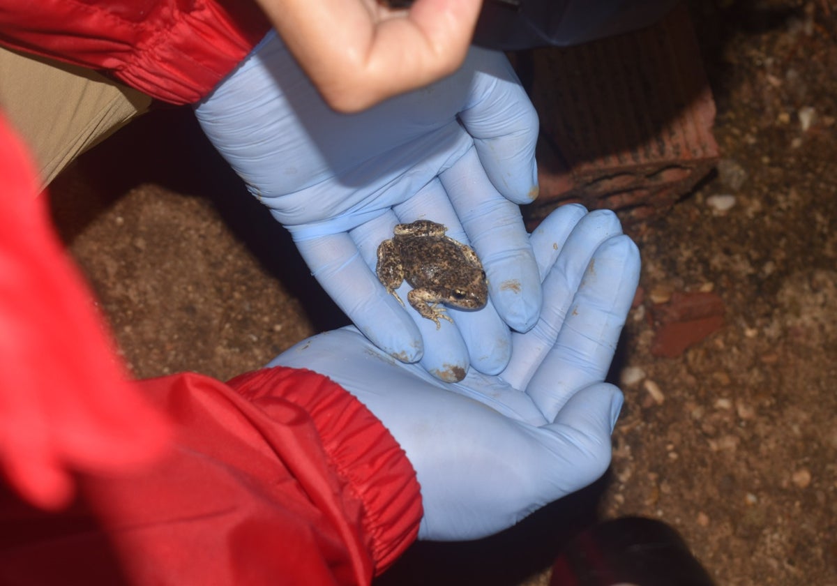 Imagen de un ejemplar de sapo partero bético en la Axarquía.