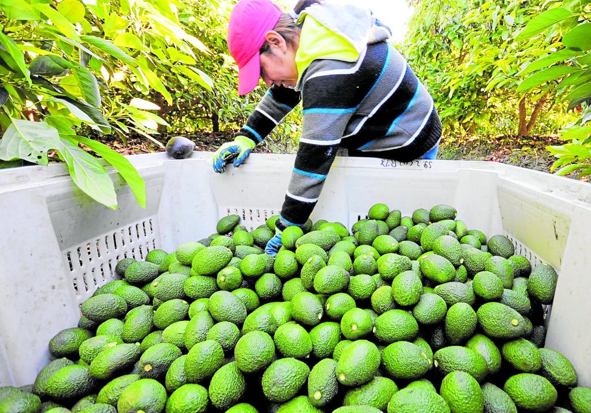 Los aguacates, uno de los productos de sello malagueño que más se exportan.