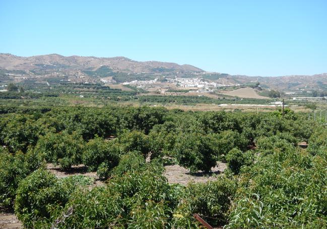 El aguacate es, con diferencia, el principal cultivo hoy del entorno del río Vélez